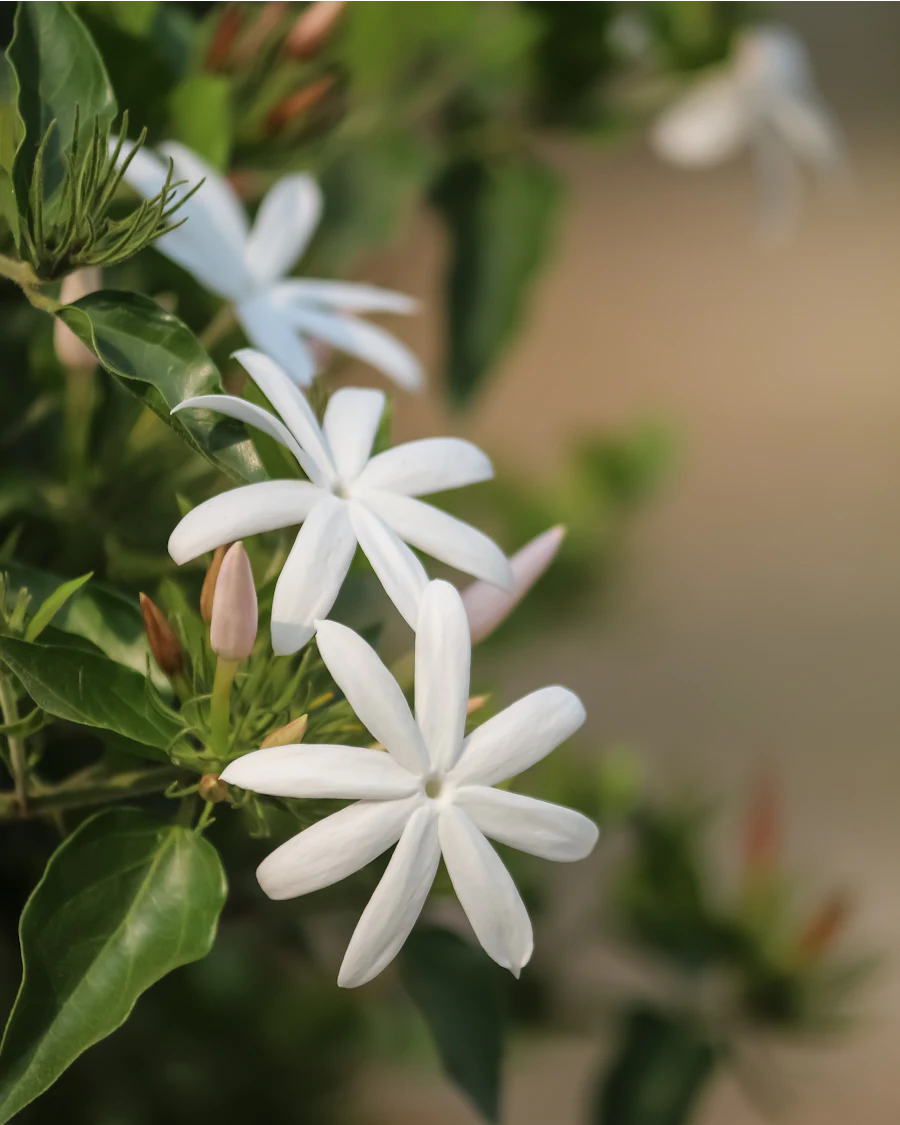 White jasmine flowers on the vine in early light
